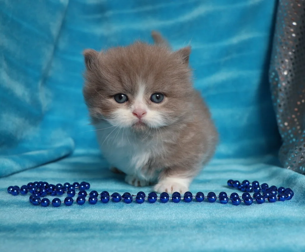 Napoleon minuet deals kittens for sale
